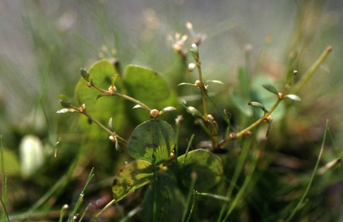 Plante entière