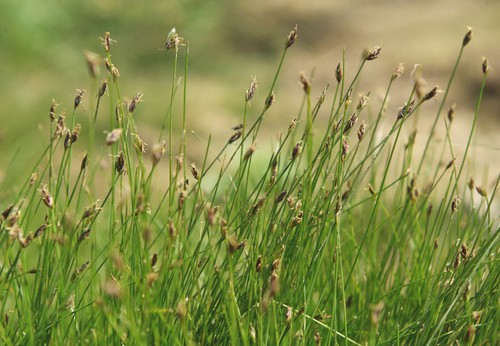 Eleocharis acicularis
