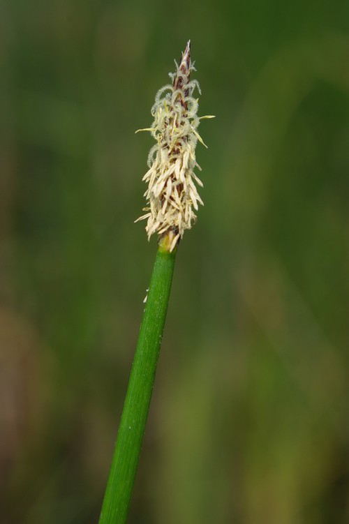 Inflorescence