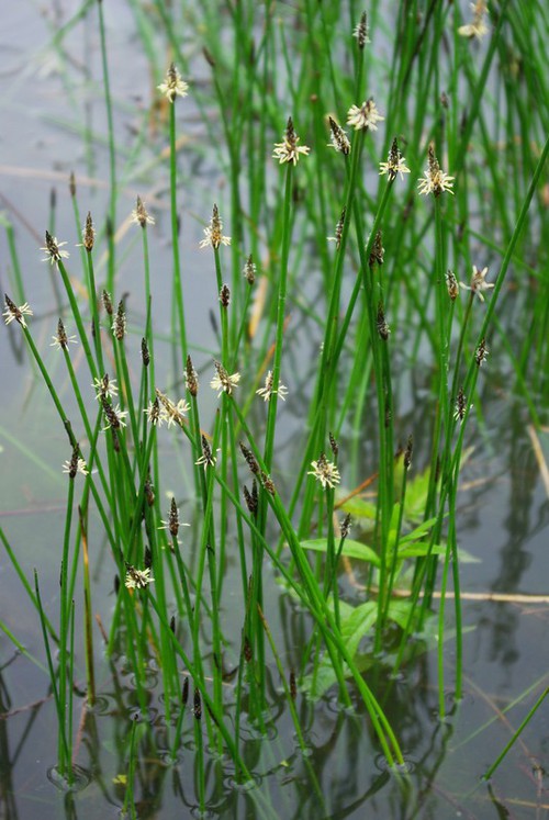 Eleocharis palustris