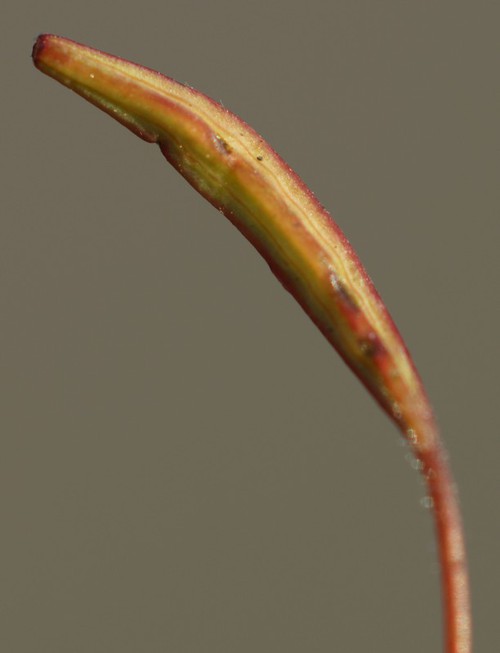 fruit