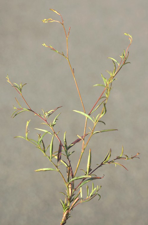 Plante entière