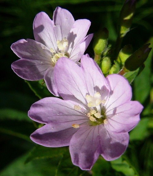 détail fleur