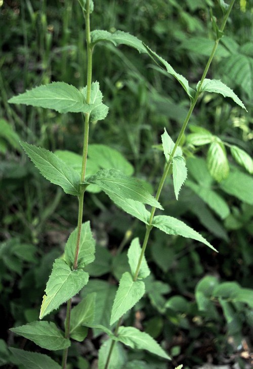 feuille