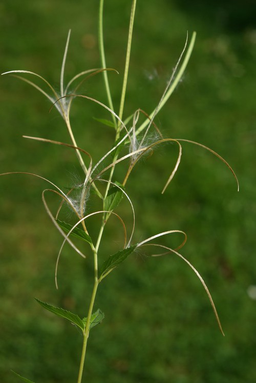 fruit