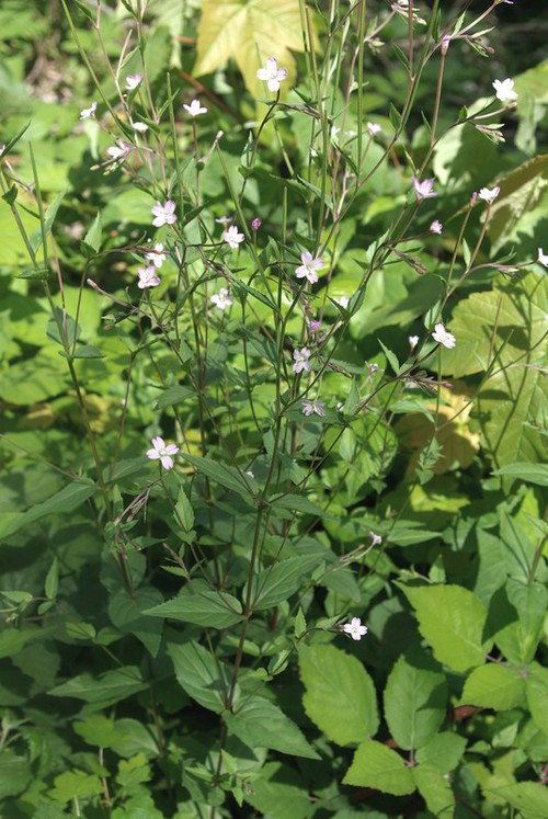 Plante entière