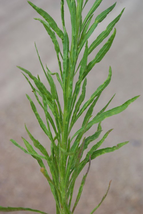 feuille
