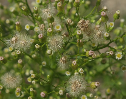 fruit