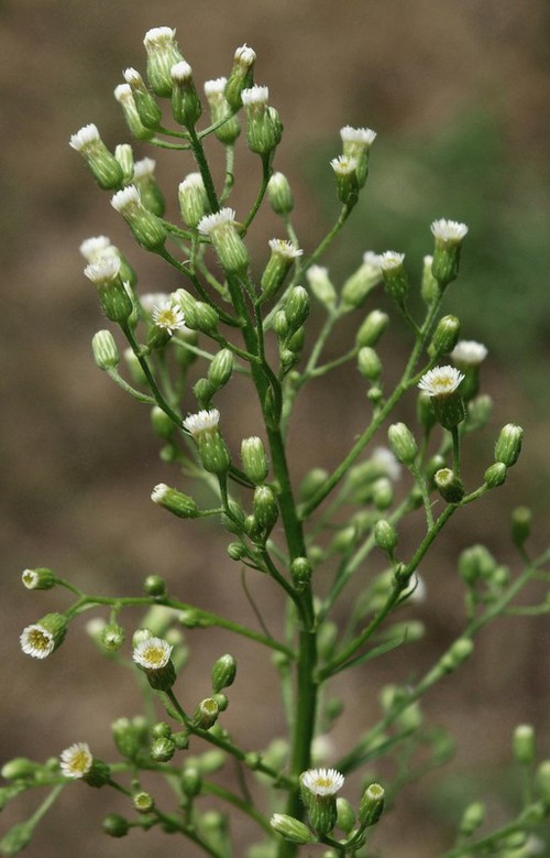 inflorescence