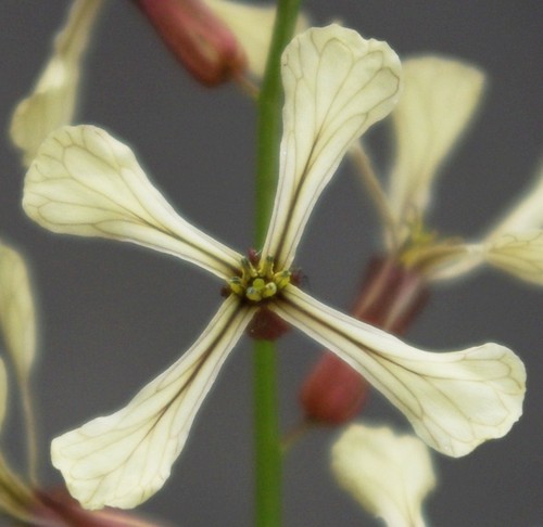 détail fleur