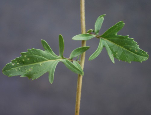 feuille