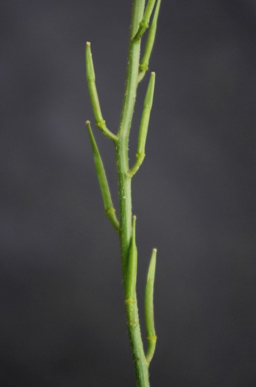 fruit