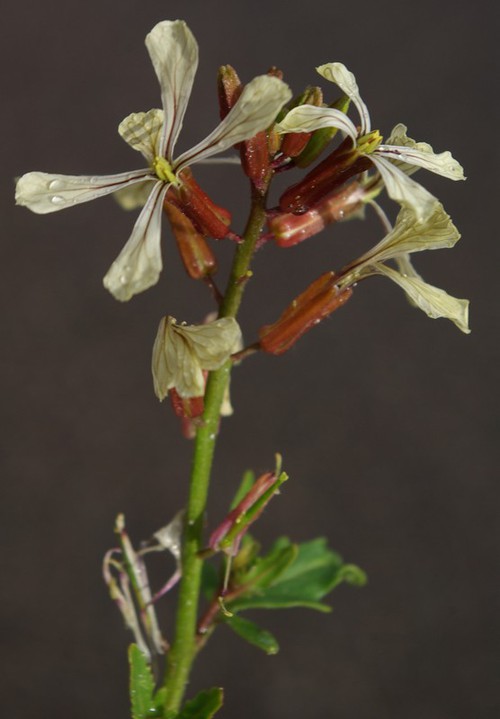 inflorescence