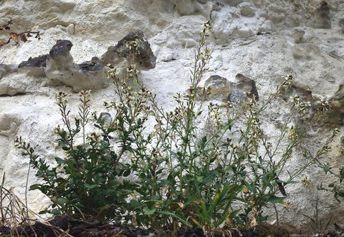Plante entière