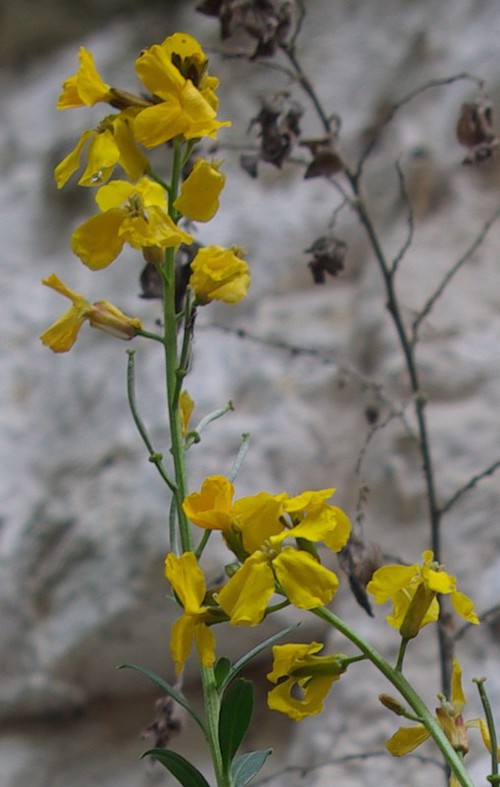 inflorescence