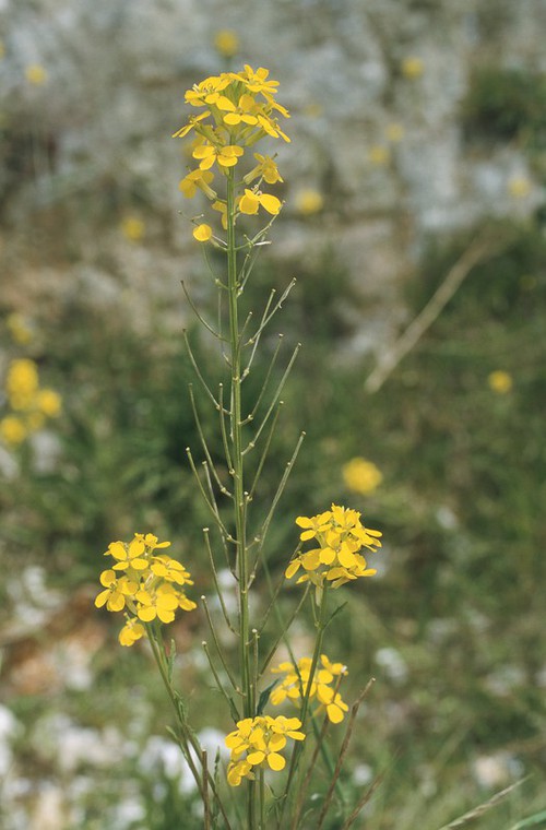 Plante entière