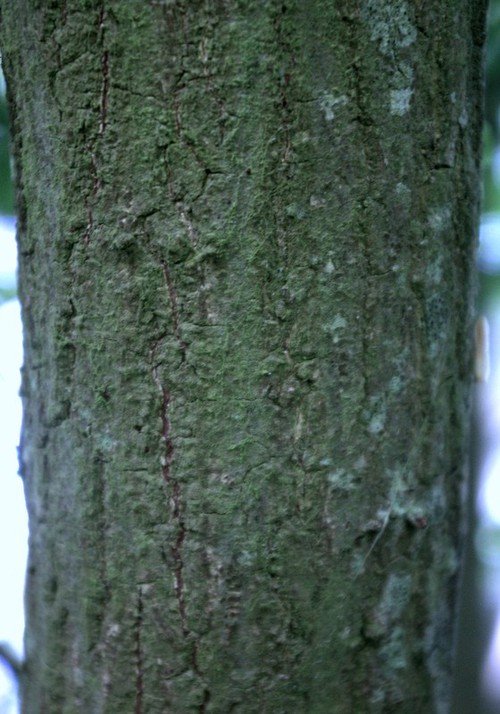 écorce âgée