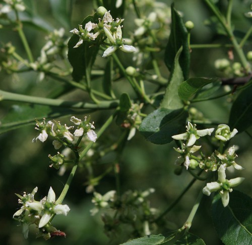 inflorescence