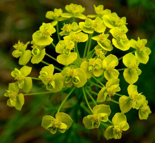 inflorescence