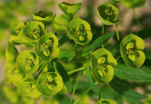 inflorescence