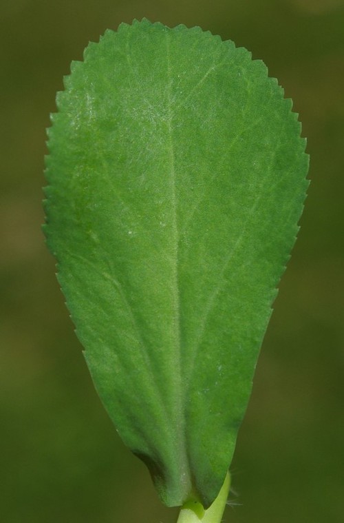feuille