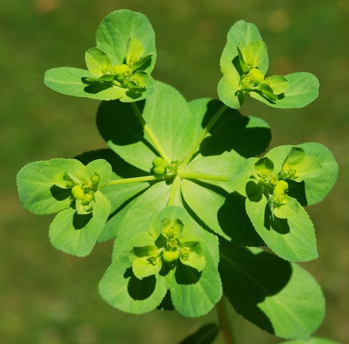 inflorescence