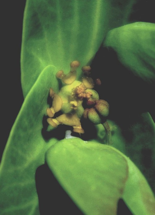 inflorescence