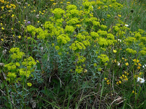 Plante entière