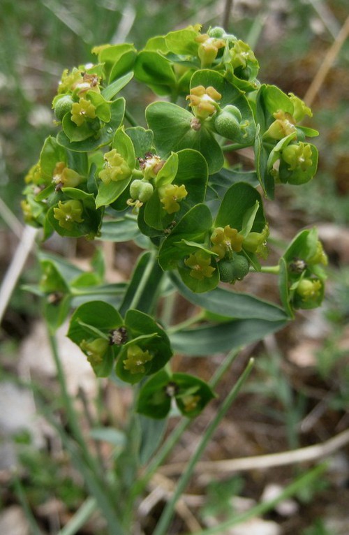 inflorescence