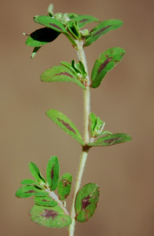 feuille