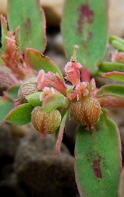 fruit
