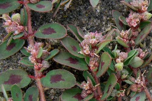 inflorescence