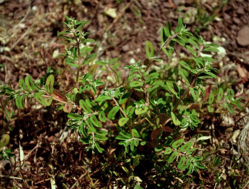 Plante entière
