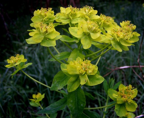 inflorescence