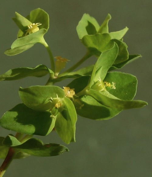 inflorescence