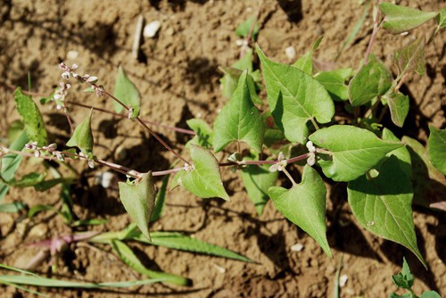 Fallopia convolvulus