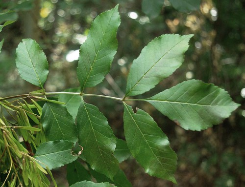 détail feuille