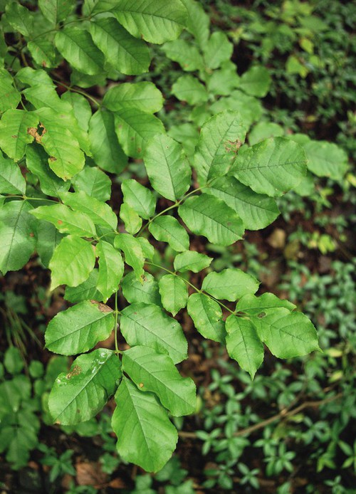 feuille