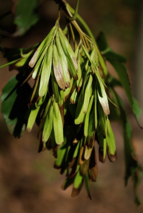 fruit