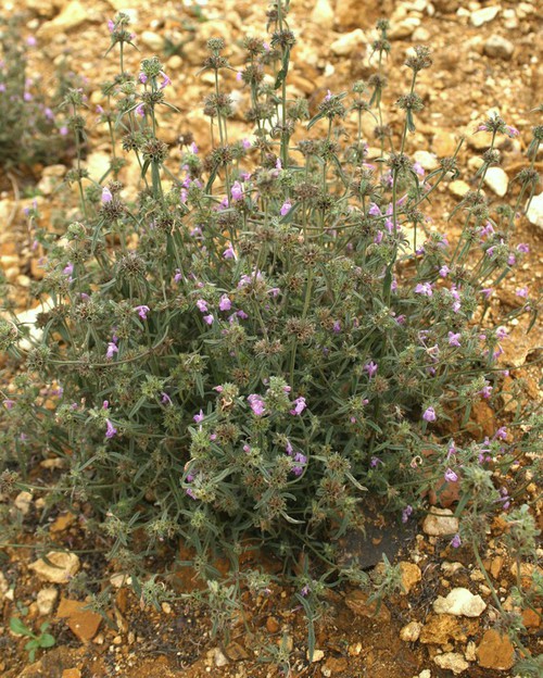 Galeopsis angustifolia