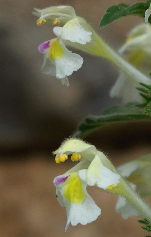 détail fleur