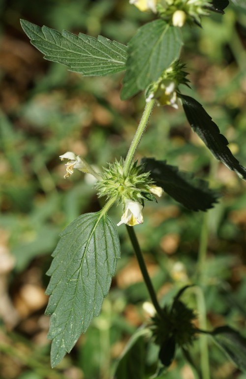 feuille