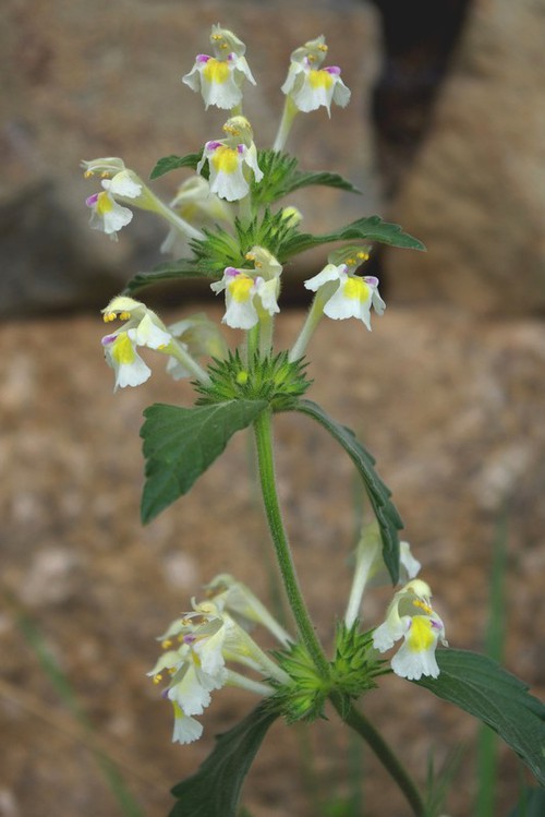 inflorescence