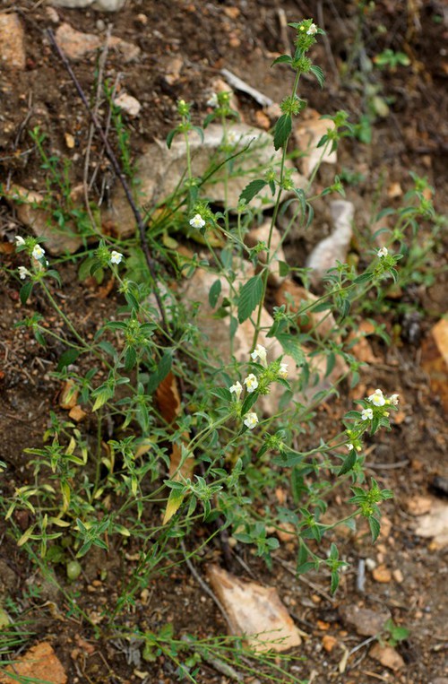 Plante entière