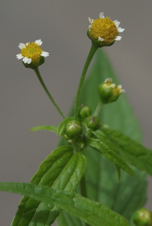 Inflorescence