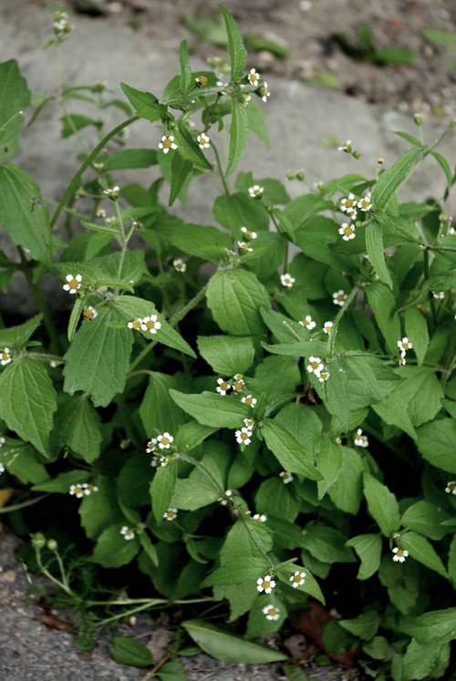 Galinsoga quadriradiata