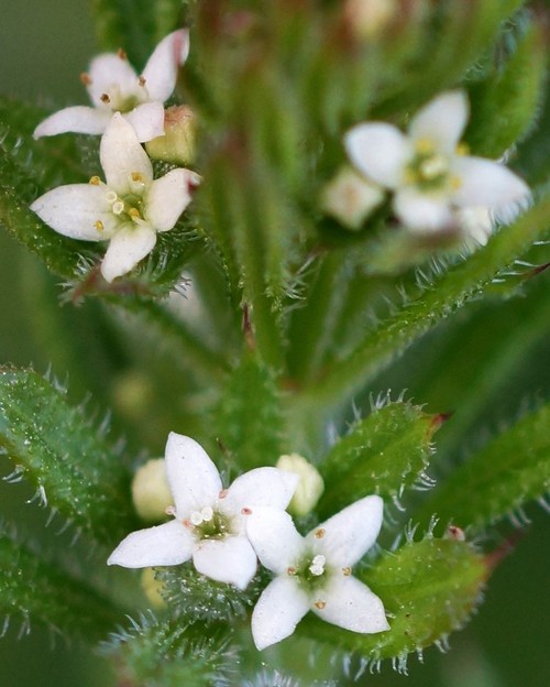 inflorescence