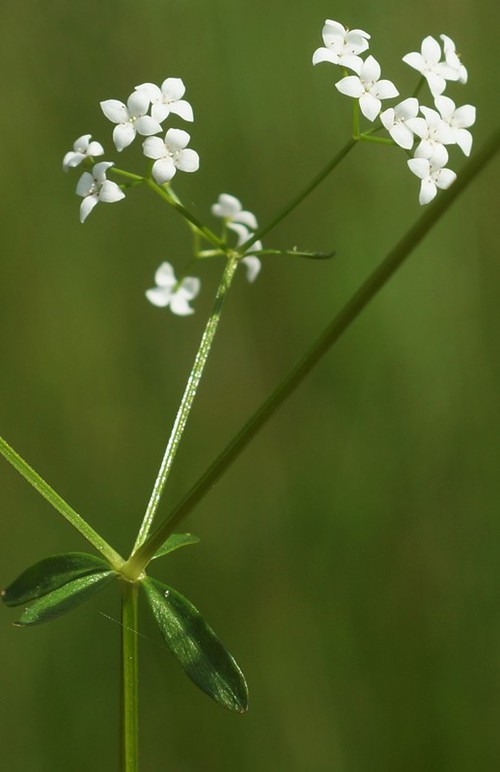 inflorescence
