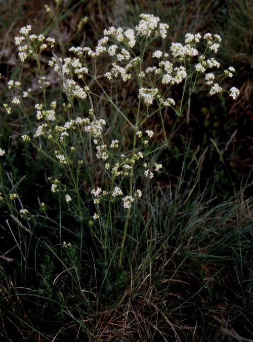 Galium glaucum