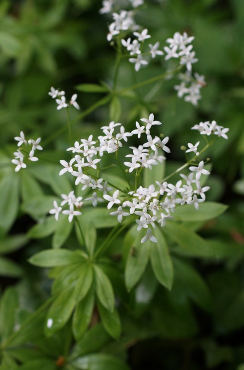 inflorescence